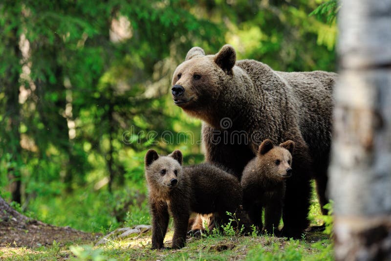 Brown bear with cups in the forest at summer evening. Brown bear with cups in the forest at summer evening