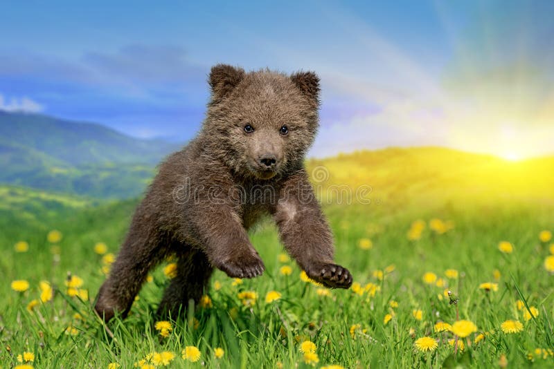 Καφετής αφορτε cub το παιχνίδι το θερινό τομέα στοκ εικόνα