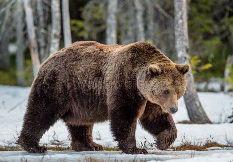 Καφετής αφορτε τα arctos Ursus ένα δάσος ελών την άνοιξη στοκ φωτογραφίες με δικαίωμα ελεύθερης χρήσης