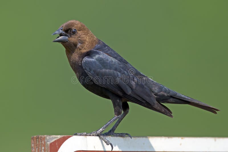 Καφετής-διευθυνμένο Cowbird στο σημάδι στοκ φωτογραφία