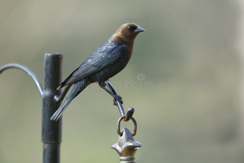 Καφετής-διευθυνμένο αρσενικό Cowbird στοκ εικόνες