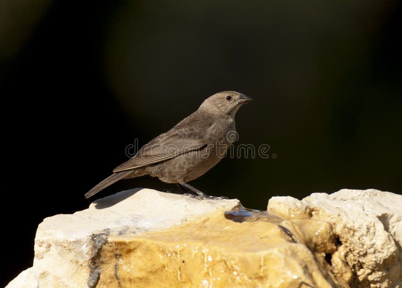 Καφετής-διευθυνμένος cowbird στους βράχους με το μαύρο υπόβαθρο στοκ εικόνες
