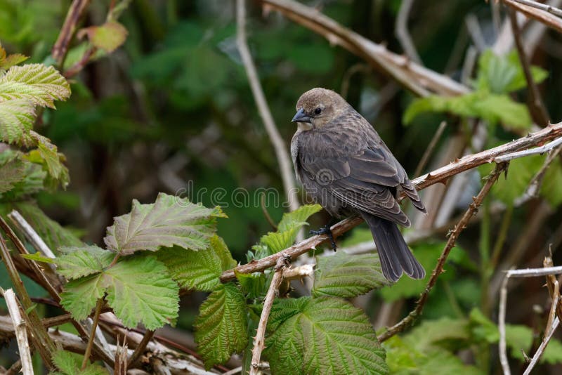 Καφετής που διευθύνεται θηλυκός cowbird στοκ εικόνες