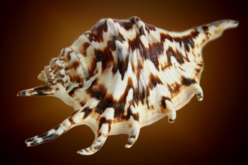 A closeup view of a large white and brown seashell, possibly a Conch shell, isolated on a brown background. A closeup view of a large white and brown seashell, possibly a Conch shell, isolated on a brown background.