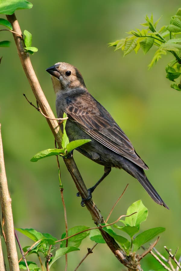 Καφετί διευθυνμένο Cowbird στοκ φωτογραφία με δικαίωμα ελεύθερης χρήσης