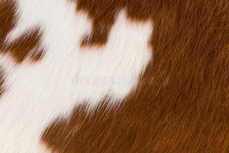 Καφετί και άσπρο cowhide στοκ φωτογραφία Καφετί και άσπρο cowhide στοκ φωτογραφία