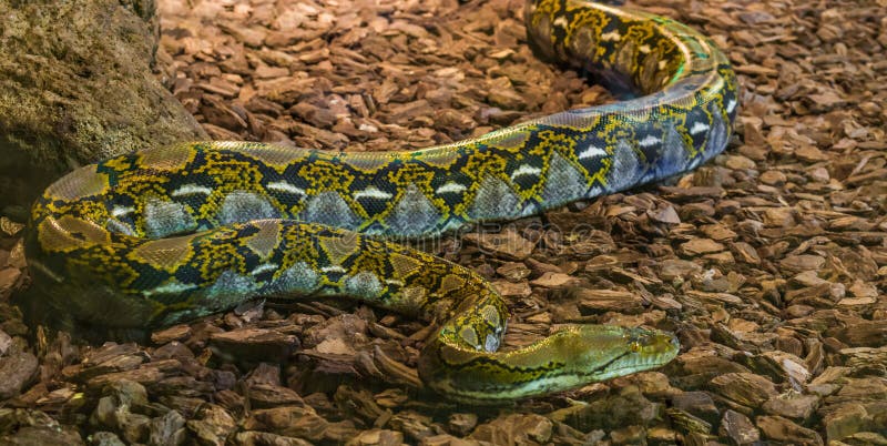 Καφετί και κίτρινο reticulated python που σέρνεται πέρα από το έδαφος, δημοφιλές μεγάλο φίδι από την Ασία στοκ φωτογραφίες Καφετί και κίτρινο reticulated python που σέρνεται πέρα από το έδαφος, δημοφιλές μεγάλο φίδι από την Ασία στοκ φωτογραφίες