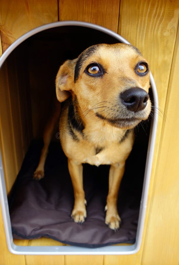 Wide angle shallow depth of field shot of small cute dog standing in wooden doghouse looking outward. Wide angle shallow depth of field shot of small cute dog standing in wooden doghouse looking outward