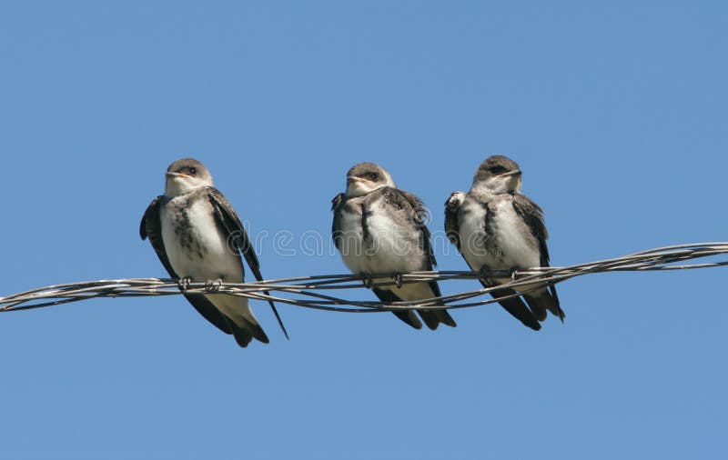 Three baby birds, Brown-chested Martins, sit on a wire against bright blue sky,Colonial Pellegrini,Argentina. Three baby birds, Brown-chested Martins, sit on a wire against bright blue sky,Colonial Pellegrini,Argentina