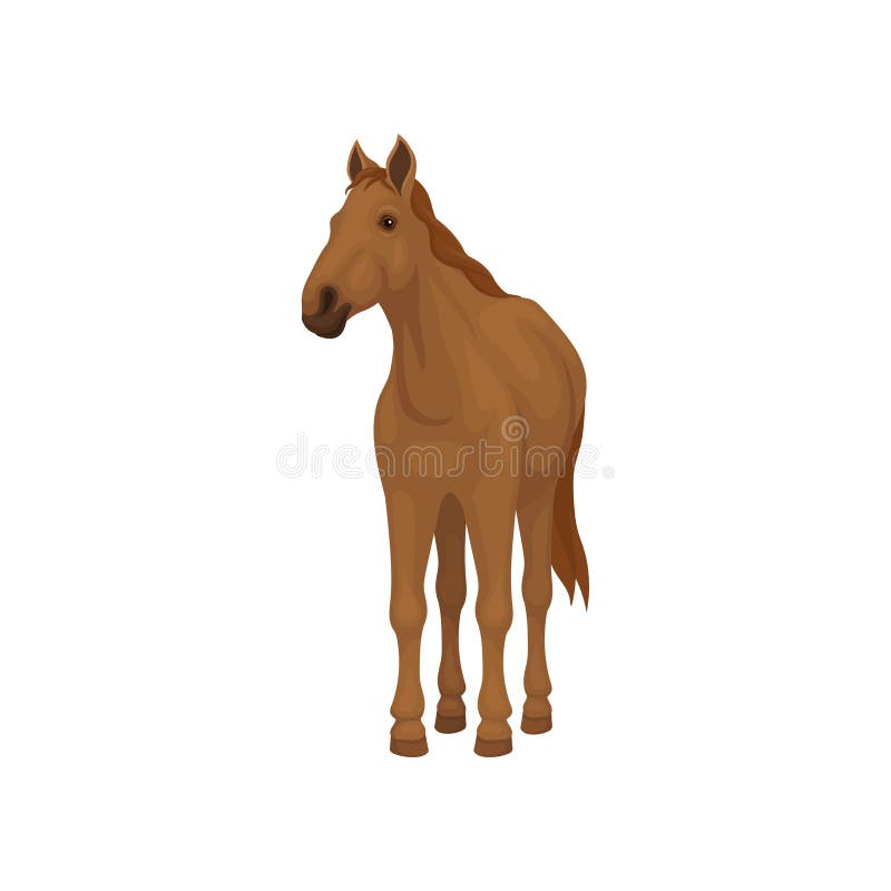 Full-length portrait of brown horse standing isolated on white background, front view. Lovely animal with hooves, flowing mane and long tail. Element for advertising poster or banner. Flat vector icon. Full-length portrait of brown horse standing isolated on white background, front view. Lovely animal with hooves, flowing mane and long tail. Element for advertising poster or banner. Flat vector icon