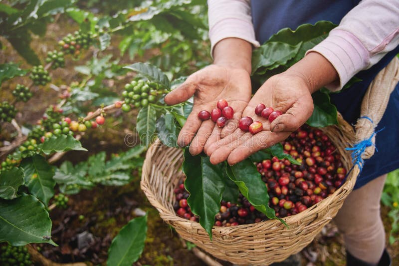 Coffee picker show red cherries on basket background. Coffee picker show red cherries on basket background