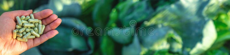 καψάκια sulforaphane σε φόντο λάχανο. επιλεκτική εστίαση. στοκ φωτογραφία