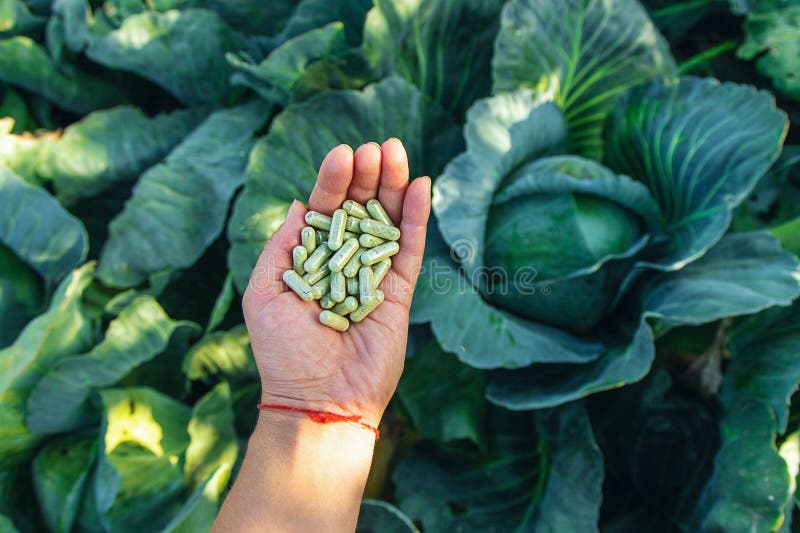 καψάκια sulforaphane σε φόντο λάχανο. επιλεκτική εστίαση. στοκ φωτογραφία με δικαίωμα ελεύθερης χρήσης
