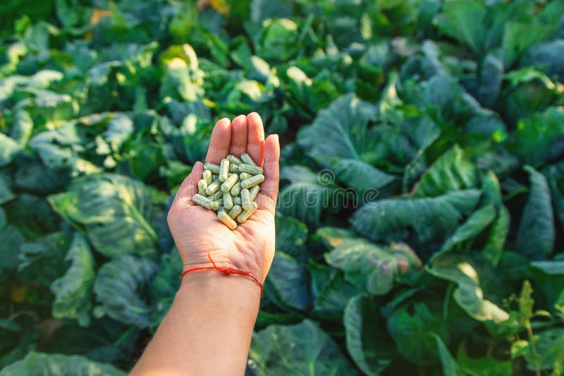καψάκια sulforaphane σε φόντο λάχανο. επιλεκτική εστίαση. στοκ εικόνα με δικαίωμα ελεύθερης χρήσης
