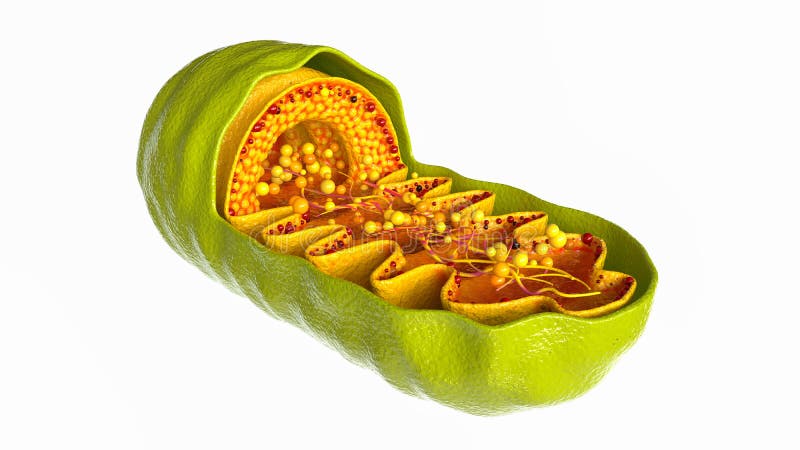 Mitochondria cell on white background -- 3D Rendering. Mitochondria cell on white background -- 3D Rendering