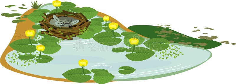 Empty bird nest and pond overgrown with flowering yellow water-lily Nuphar lutea with green leaves. Empty bird nest and pond overgrown with flowering yellow water-lily Nuphar lutea with green leaves