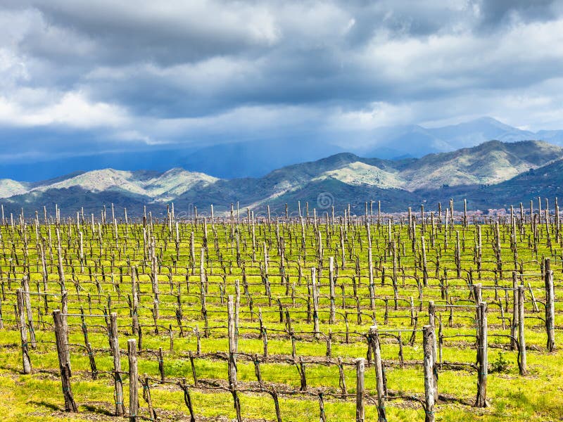 Κενός αμπελώνας Etna στην περιοχή οινοποίησης την άνοιξη στοκ εικόνες Κενός αμπελώνας Etna στην περιοχή οινοποίησης την άνοιξη στοκ εικόνες