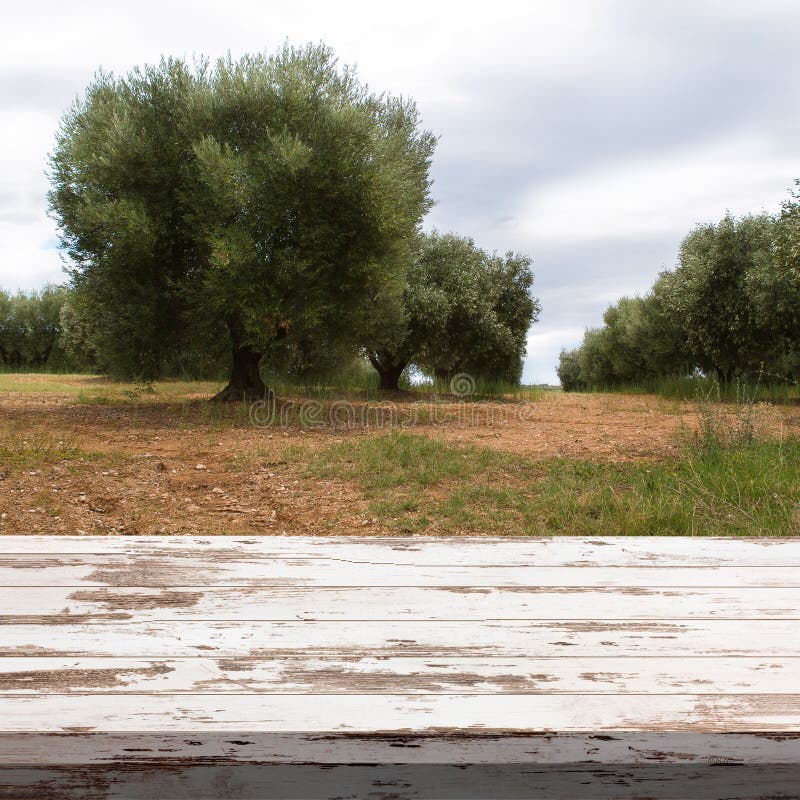 Κενός ξύλινος πίνακας γεφυρών με το θερινό τοπίο με το υπόβαθρο ελιών Έτοιμος για το montage επίδειξης προϊόντων στοκ φωτογραφίες Κενός ξύλινος πίνακας γεφυρών με το θερινό τοπίο με το υπόβαθρο ελιών Έτοιμος για το montage επίδειξης προϊόντων στοκ φωτογραφίες