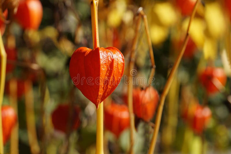 Κεράσι κύστεων alkekengi Physalis, κινεζικό φανάρι, ιαπωνικός-φανάρι, φράουλα groundcherry, ή χειμώνας στοκ φωτογραφίες Κεράσι κύστεων alkekengi Physalis, κινεζικό φανάρι, ιαπωνικός-φανάρι, φράουλα groundcherry, ή χειμώνας στοκ φωτογραφίες
