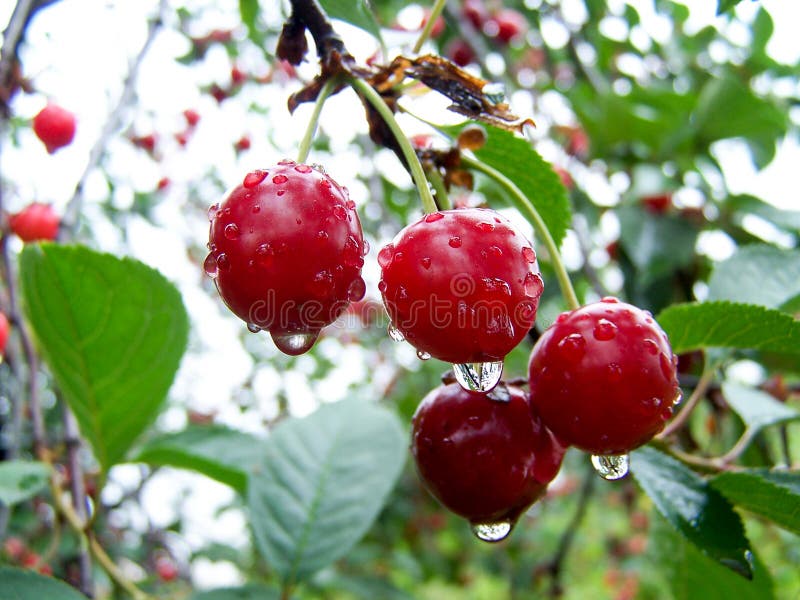 Cherries with water drops. Cherry tree of cherries. Red sweet and sour cherry. Cherries with water drops. Cherry tree of cherries. Red sweet and sour cherry.