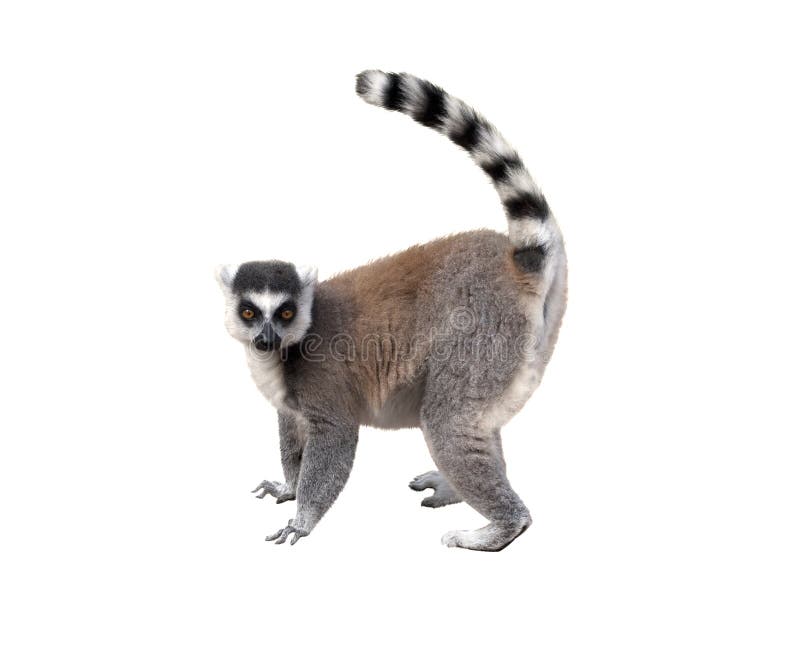 Lemur, profile view, isolated over white background. Lemur, profile view, isolated over white background