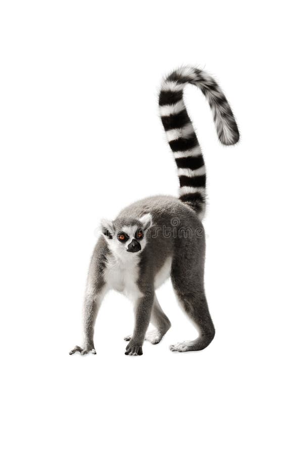 The Lemur with a raised tail standing on white background. The Lemur with a raised tail standing on white background