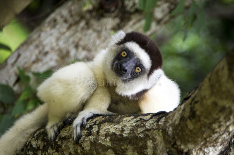 Silky sifaka (Propithecus candidus) is a large lemur characterized by long, silky white fur. It has a very restricted range in northeastern Madagascar, where it is known locally as the simpona. It is one of the rarest mammals on earth, and is listed by the International Union for Conservation of Nature (IUCN) as one of the world's 25 most critically endangered primates. The silky sifaka is one of nine sifaka species (genus Propithecus), and one of four former subspecies of diademed sifaka. Silky sifaka (Propithecus candidus) is a large lemur characterized by long, silky white fur. It has a very restricted range in northeastern Madagascar, where it is known locally as the simpona. It is one of the rarest mammals on earth, and is listed by the International Union for Conservation of Nature (IUCN) as one of the world's 25 most critically endangered primates. The silky sifaka is one of nine sifaka species (genus Propithecus), and one of four former subspecies of diademed sifaka