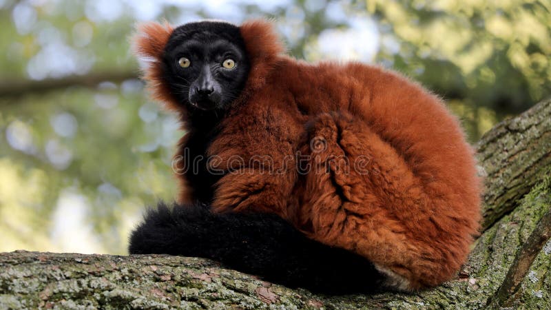 Red-ruffed lemur sitting on a tree branch. Red-ruffed lemur sitting on a tree branch