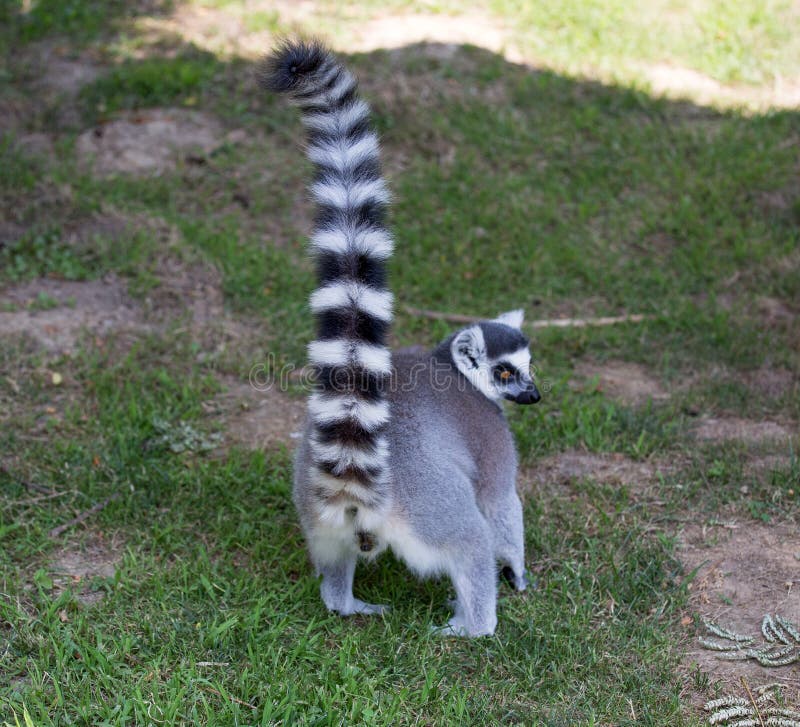 Lemur isolated showing his back and his beautiful tail, standing on the grass. Lemur isolated showing his back and his beautiful tail, standing on the grass.