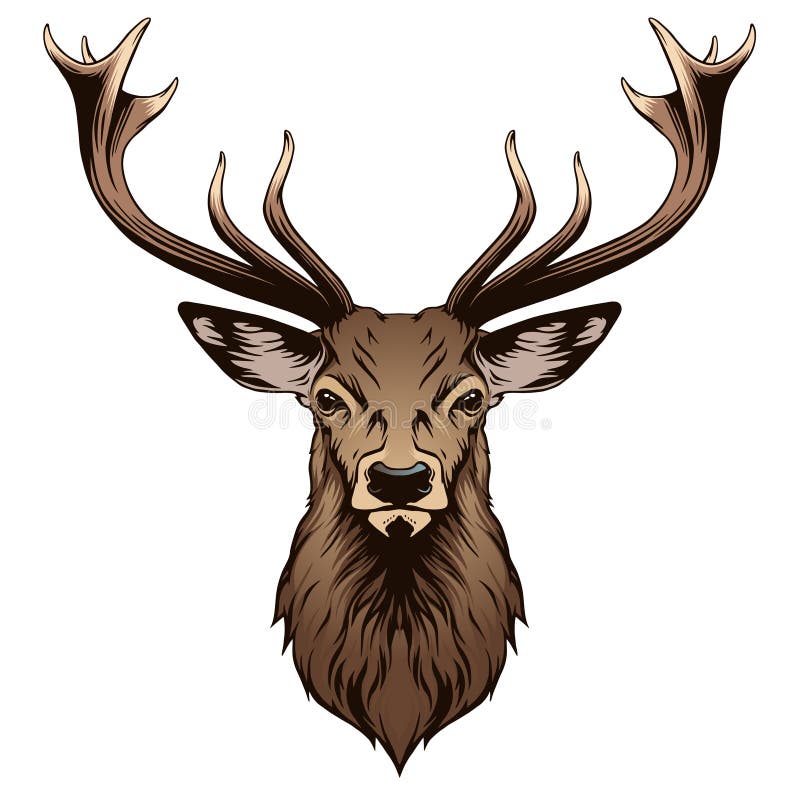 Deer head in vector on white background. Deer head in vector on white background