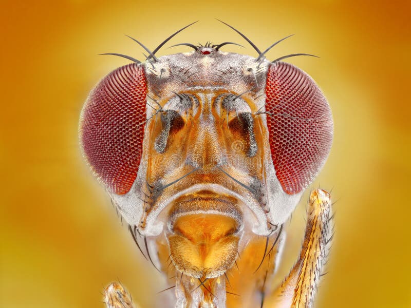 Extreme sharp macro portrait of fruit fly head taken with microscope objective stacked from many shots into one very sharp photo. Extreme sharp macro portrait of fruit fly head taken with microscope objective stacked from many shots into one very sharp photo.