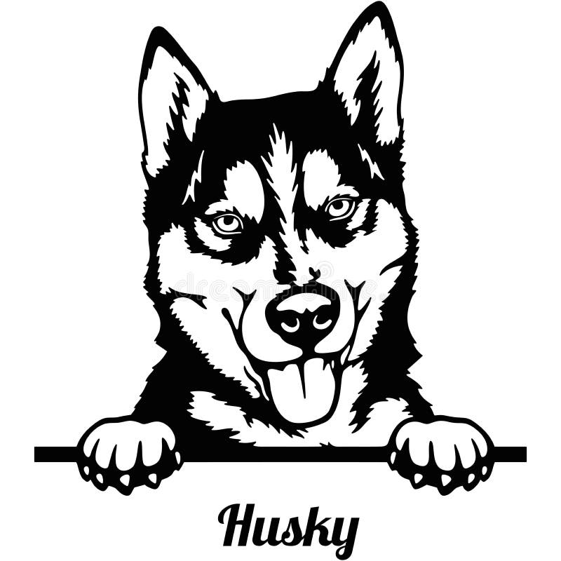κεφάλι σκύλου που κοιτάζει ο husky απομονωμένο σε λευκό διανυσματική απεικόνιση