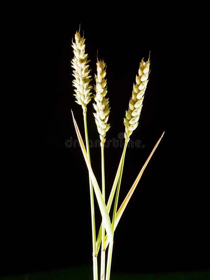 Barley stalks on a black background. Barley stalks on a black background