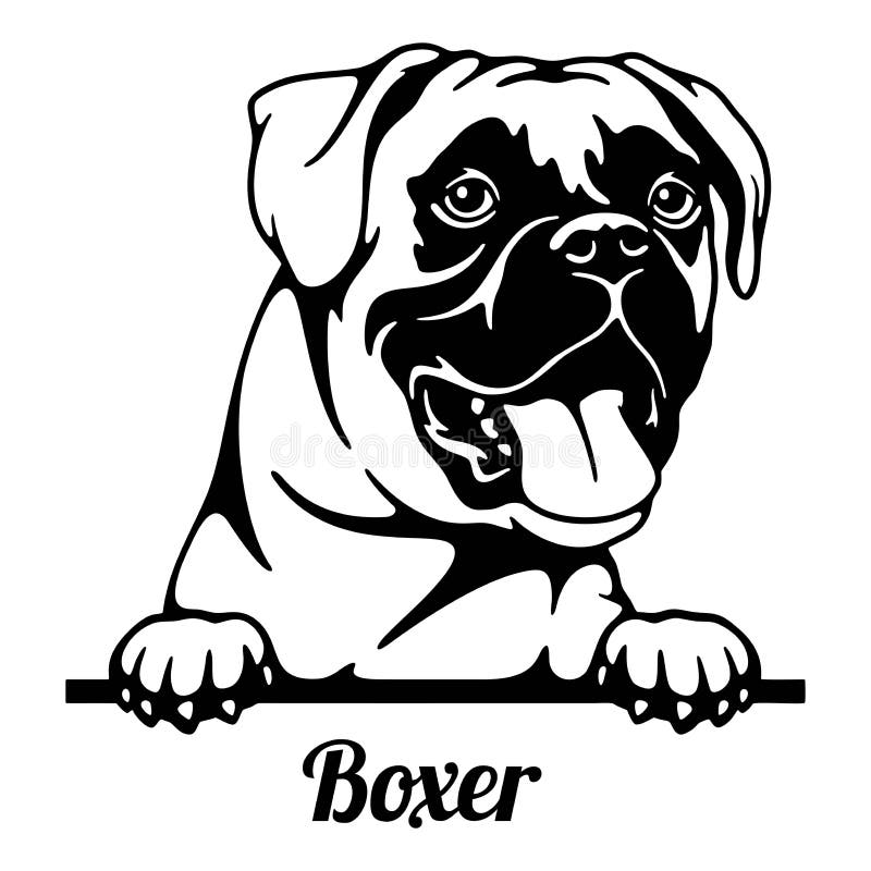 κεφαλή σκύλου boxer peeking απομονωμένο σε λευκό ελεύθερη απεικόνιση δικαιώματος