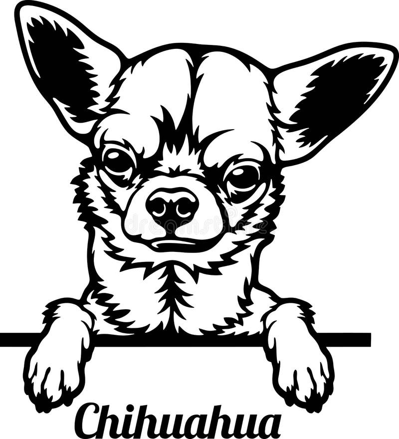 κεφαλή σκύλου peeking chihuahua απομονωμένο σε λευκό ελεύθερη απεικόνιση δικαιώματος
