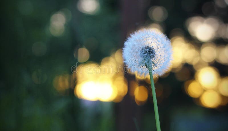 Κεφαλή σπόρου Dandelion σε απαλό χρυσό βραδινό φως με μποκέχ κύκλους σύμβολο ευθραυστότητας ονείρων και χρόνος περάσματος στοκ εικόνες με δικαίωμα ελεύθερης χρήσης