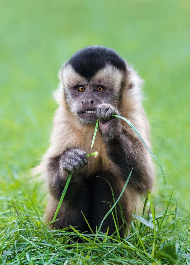 Picture 1/2 of a cute and funny capuchin monkey ( Cebinae ) eating a blade of grass and looking straight into the camera, soft green background, copy space. Picture 1/2 of a cute and funny capuchin monkey ( Cebinae ) eating a blade of grass and looking straight into the camera, soft green background, copy space