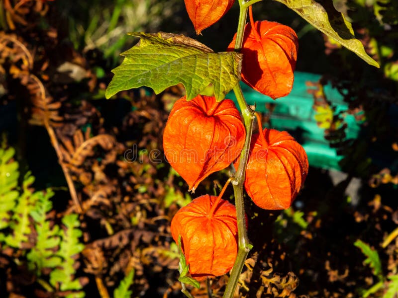Κινεζικά φρούτα φαναριών alkekengi Physalis στη μακρο, εκλεκτική εστίαση φθινοπώρου μίσχων, ρηχό DOF στοκ φωτογραφία με δικαίωμα ελεύθερης χρήσης Κινεζικά φρούτα φαναριών alkekengi Physalis στη μακρο, εκλεκτική εστίαση φθινοπώρου μίσχων, ρηχό DOF στοκ φωτογραφία με δικαίωμα ελεύθερης χρήσης