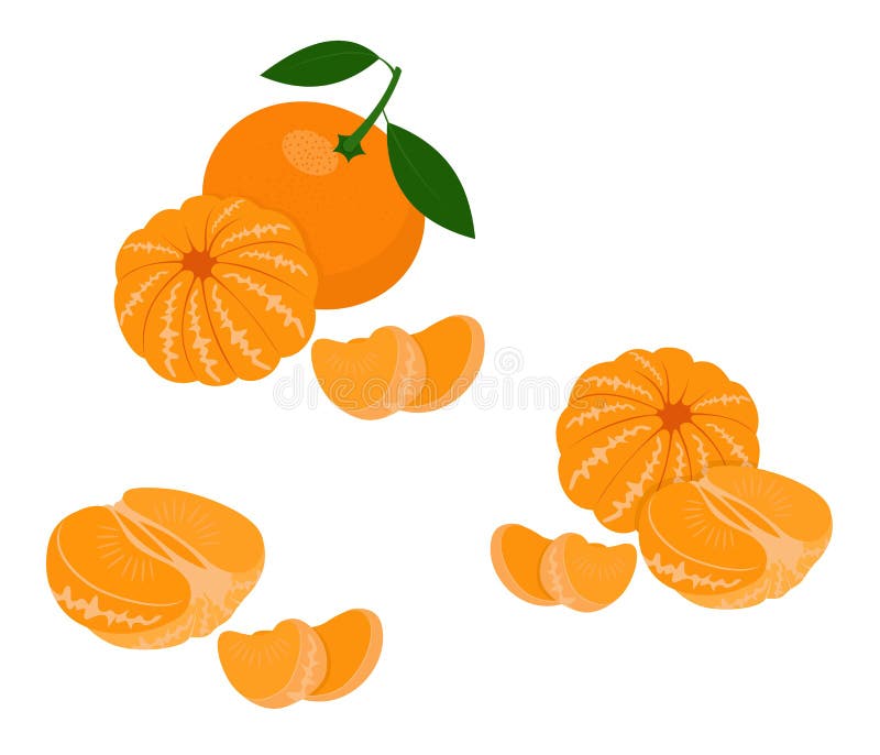 Κινεζική γλώσσα, tangerine, κλημεντίνη με τα φύλλα που απομονώνονται στο άσπρο υπόβαθρο citrus fruit επίσης corel σύρετε το διάνυ διανυσματική απεικόνιση Κινεζική γλώσσα, tangerine, κλημεντίνη με τα φύλλα που απομονώνονται στο άσπρο υπόβαθρο citrus fruit επίσης corel σύρετε το διάνυ διανυσματική απεικόνιση