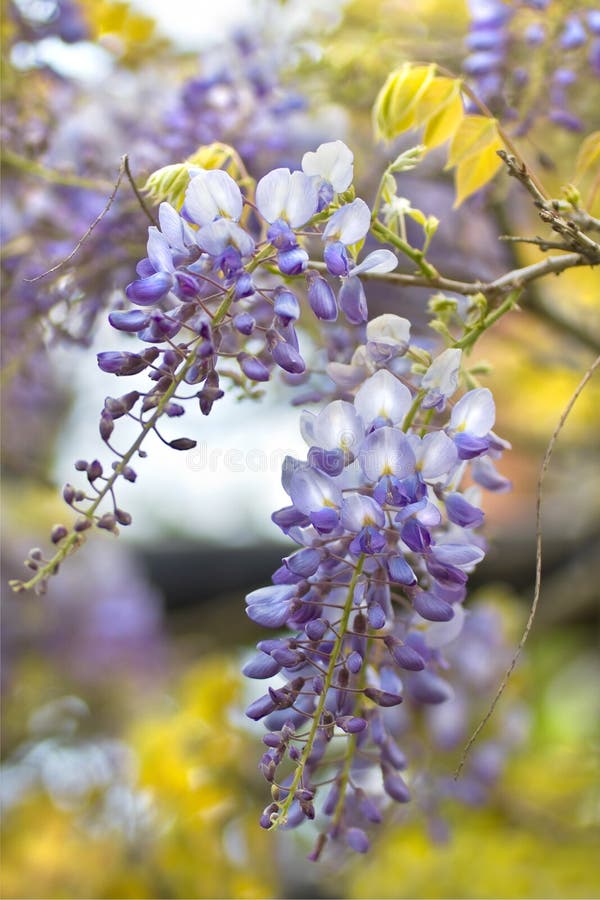 κινεζικό wisteria sinensis στοκ εικόνα με δικαίωμα ελεύθερης χρήσης κινεζικό wisteria sinensis στοκ εικόνα με δικαίωμα ελεύθερης χρήσης