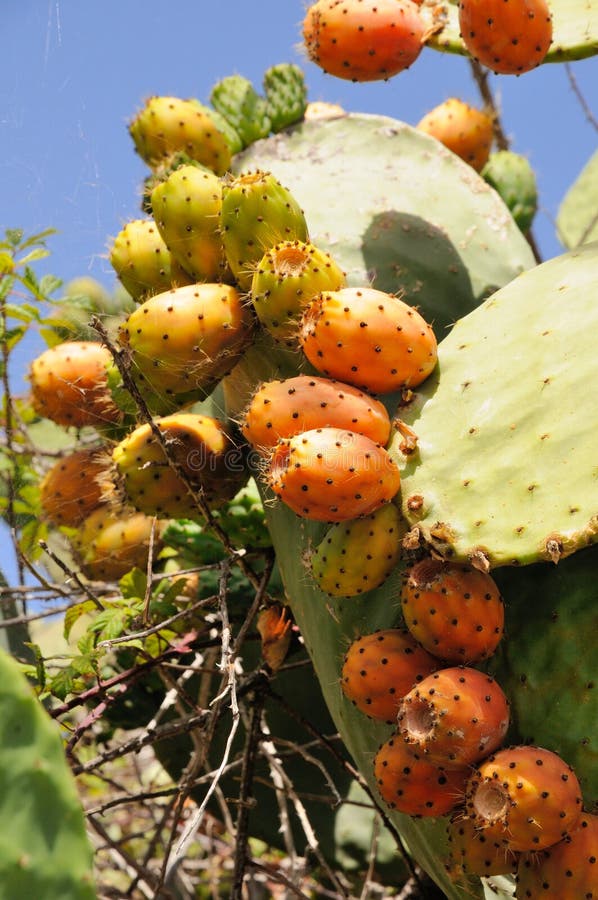 Κινηματογράφηση σε πρώτο πλάνο Opuntia του ficus-Indica κάκτου στο καναρίνι Tenerife στοκ εικόνα