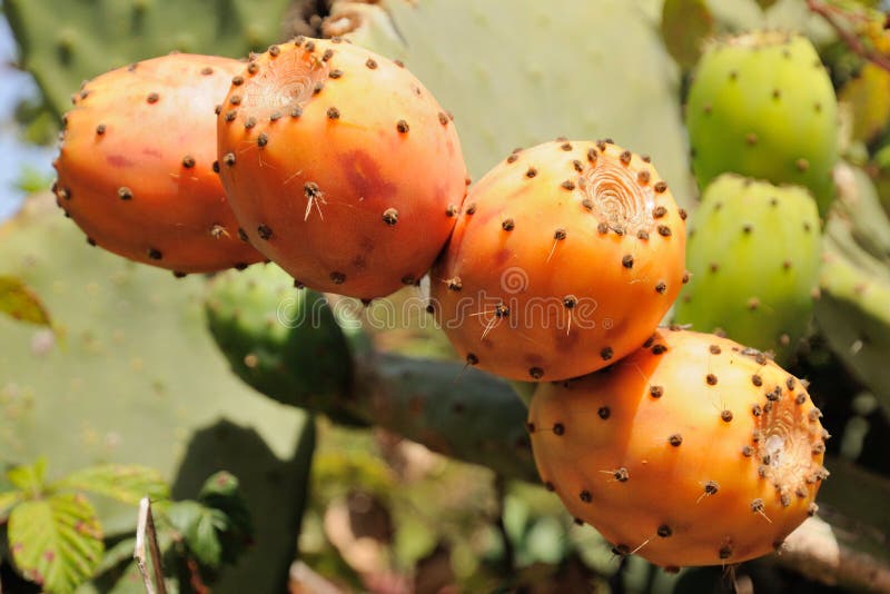 Κινηματογράφηση σε πρώτο πλάνο Opuntia του ficus-Indica κάκτου στο καναρίνι Tenerife στοκ φωτογραφίες με δικαίωμα ελεύθερης χρήσης