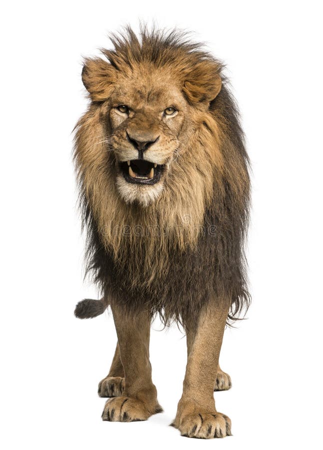 Κινηματογράφηση σε πρώτο πλάνο ενός λιονταριού που βρυχείται, Panthera Leo, 10 χρονών, που απομονώνονται