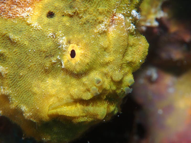 Bright yellow longlure frogfish on a purple sponge, so ugly it`s cute. Bonaire, Netherlands Antilles. Bright yellow longlure frogfish on a purple sponge, so ugly it`s cute. Bonaire, Netherlands Antilles.