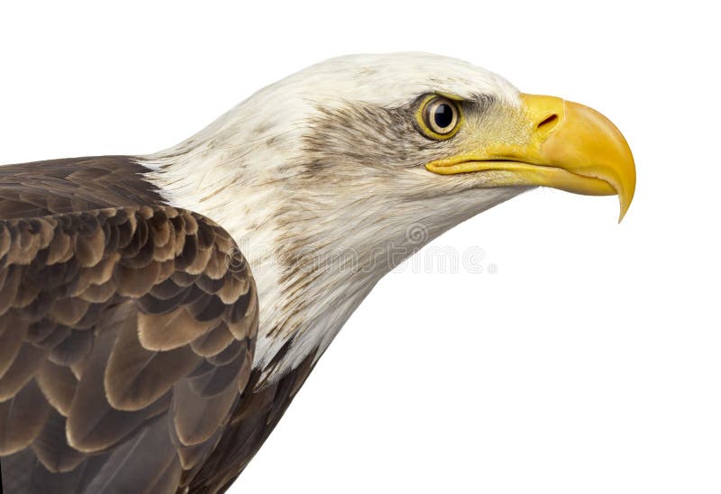 Close-up of a Bald eagle - Haliaeetus leucocephalus (12 years old) in front of a white background. Close-up of a Bald eagle - Haliaeetus leucocephalus (12 years old) in front of a white background