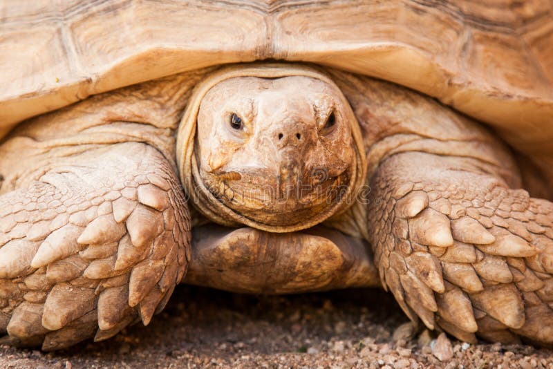 Κινηματογράφηση σε πρώτο πλάνο μεγάλα Galapagos Tortoise στοκ φωτογραφία με δικαίωμα ελεύθερης χρήσης Κινηματογράφηση σε πρώτο πλάνο μεγάλα Galapagos Tortoise στοκ φωτογραφία με δικαίωμα ελεύθερης χρήσης