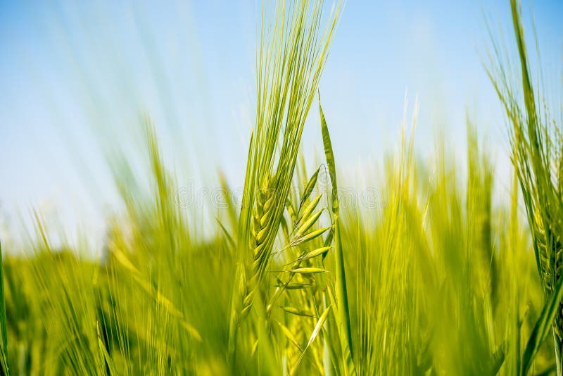 κινηματογράφηση σε πρώτο πλάνο πράσινα spikelets του σίτου στον τομέα στοκ φωτογραφία με δικαίωμα ελεύθερης χρήσης κινηματογράφηση σε πρώτο πλάνο πράσινα spikelets του σίτου στον τομέα στοκ φωτογραφία με δικαίωμα ελεύθερης χρήσης