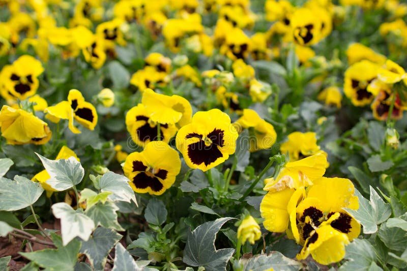 Κινηματογράφηση σε πρώτο πλάνο των violas ή pansies στο κρεβάτι λουλουδιών στοκ εικόνες Κινηματογράφηση σε πρώτο πλάνο των violas ή pansies στο κρεβάτι λουλουδιών στοκ εικόνες