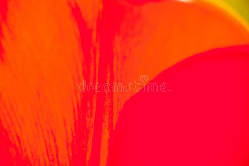 Closeup of the petals of the red-orange tulip flower. Bright colour background. Closeup of the petals of the red-orange tulip flower. Bright colour background.