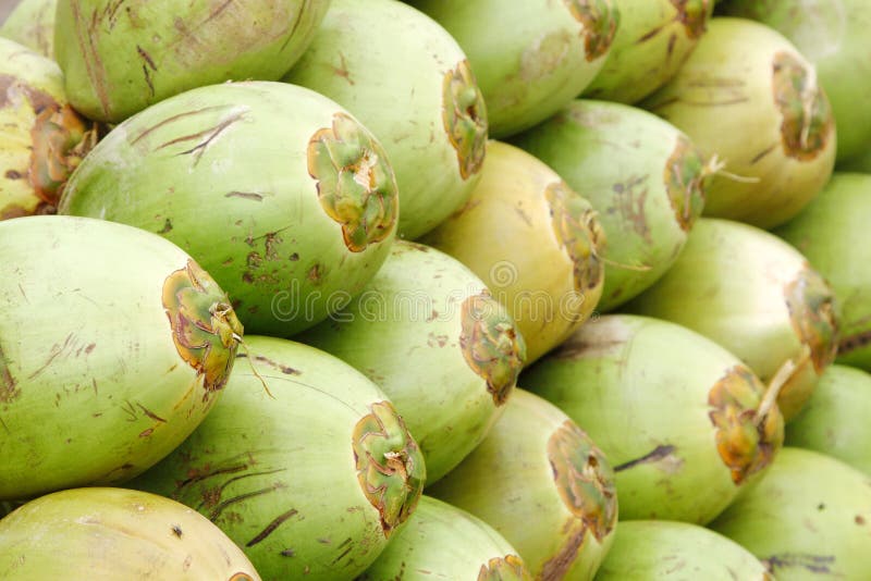 A young green coconut ready for drinking of sweet coconut water. A young green coconut ready for drinking of sweet coconut water